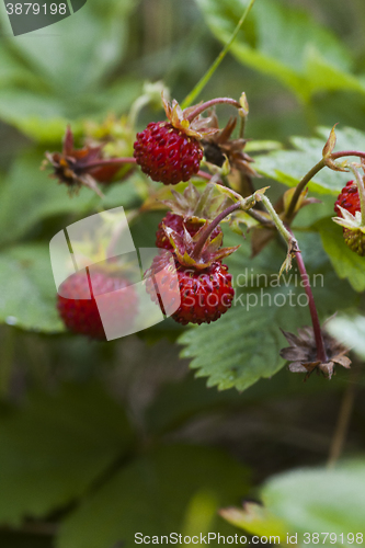 Image of wild strawberries