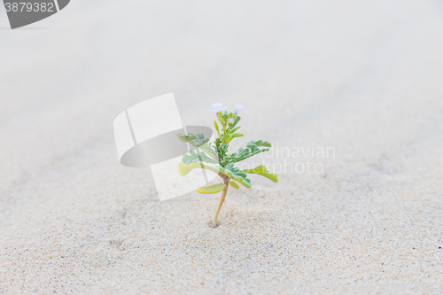 Image of Single sprout blooming in desert sands.