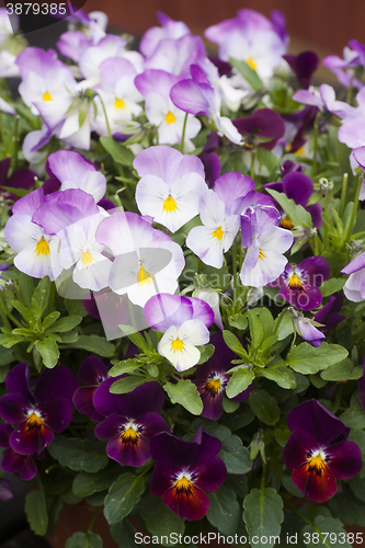 Image of pansies