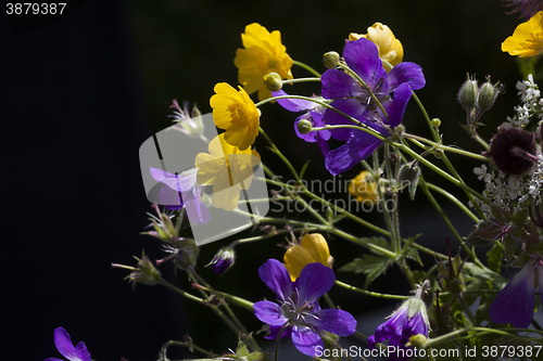 Image of summer flowers