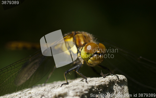 Image of dragon fly