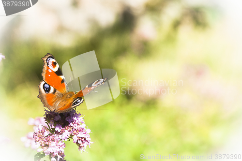 Image of peacock butterfly