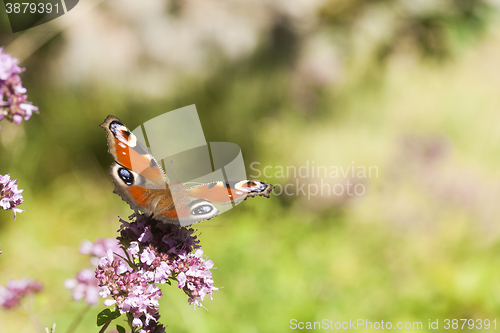 Image of peacock butterfly