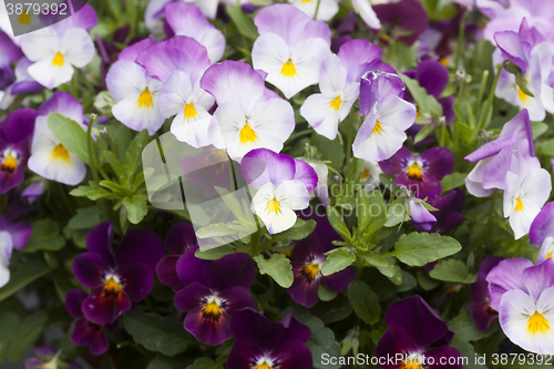 Image of pansies