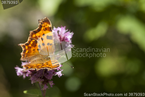 Image of comma