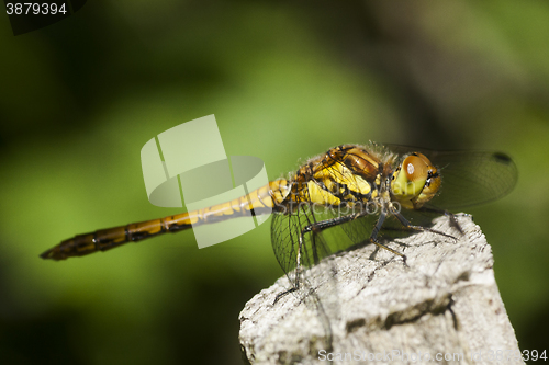 Image of dragon fly