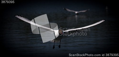 Image of black-headed gull