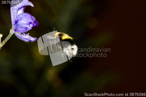 Image of 