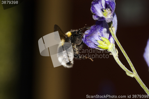 Image of bumble bee approaching