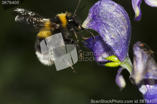 Image of bumble bee 