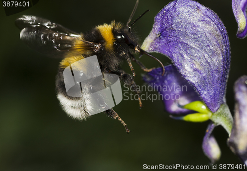 Image of bumble bee 