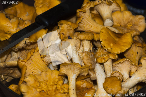 Image of chanterelles