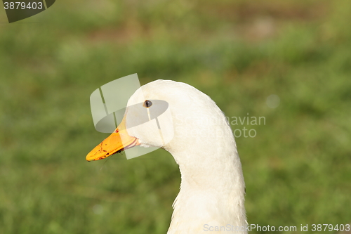 Image of domestic white duck portrait