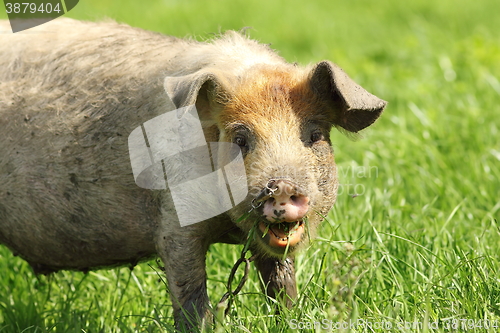 Image of funny pig portrait