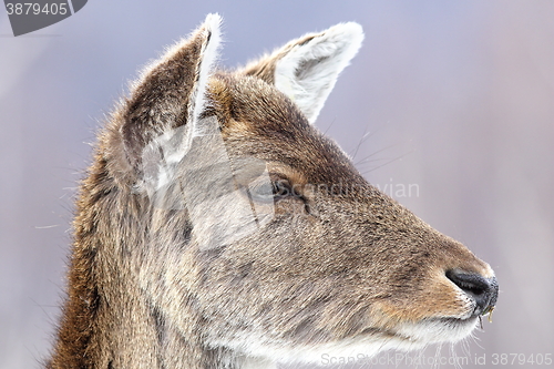 Image of deer calf close up portrait