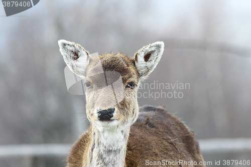 Image of deer hind portrait