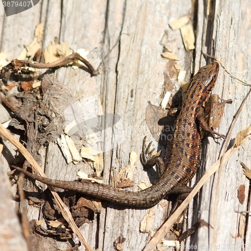 Image of viviparous lizard basking on stump