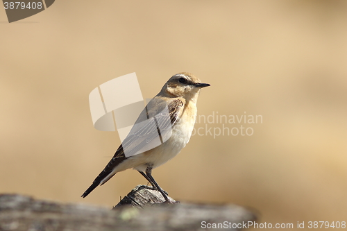 Image of female northern wheatear close up