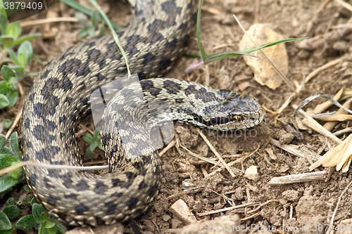 Image of female meadow viper in natural habitat