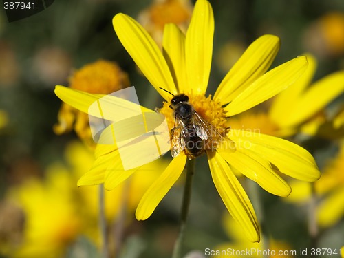 Image of bee on a yellow daisy