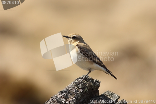 Image of Oenanthe oenanthe