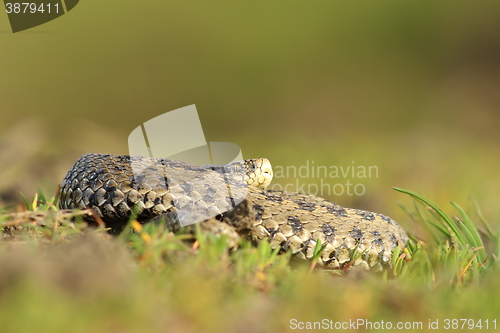 Image of female hungarian meadow adder basking in the grass