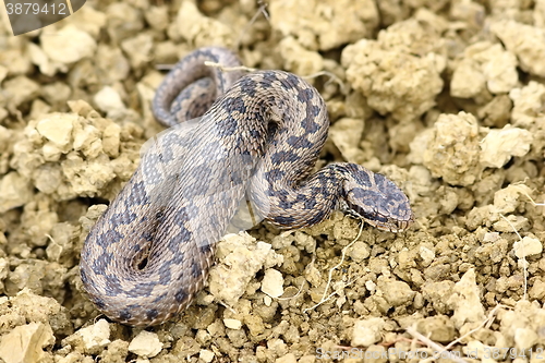 Image of hungarian meadow adder in natural habitat