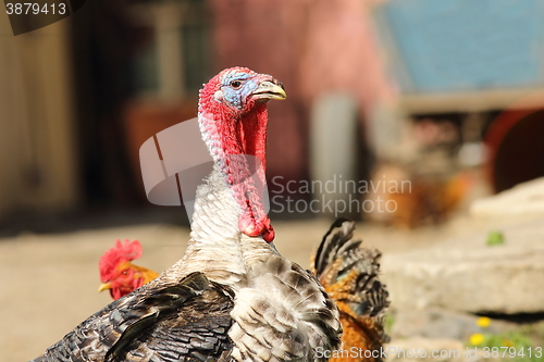 Image of male turkey