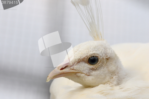 Image of female peafowl portrait