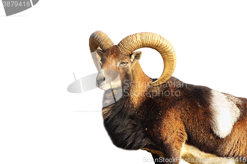 Image of isolated great mouflon ram