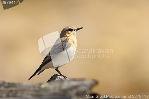 Image of female northern wheatear