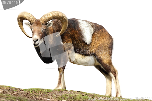 Image of isolated mouflon looking at the camera