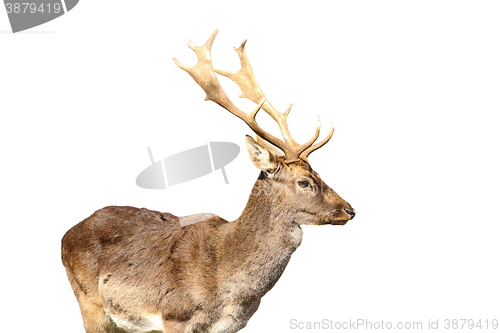 Image of isolated young fallow deer male