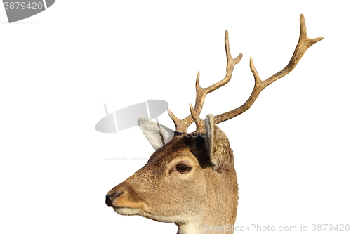 Image of isolated portrait of young fallow deer buck