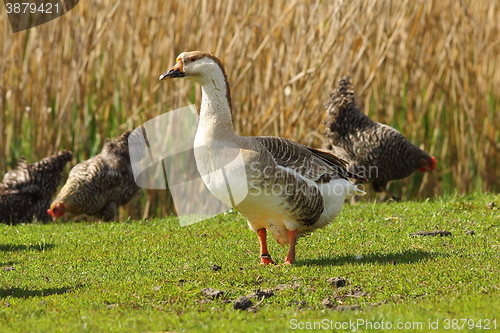 Image of goose on green lawn