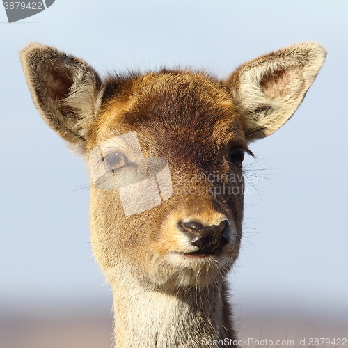 Image of portrait of deer calf