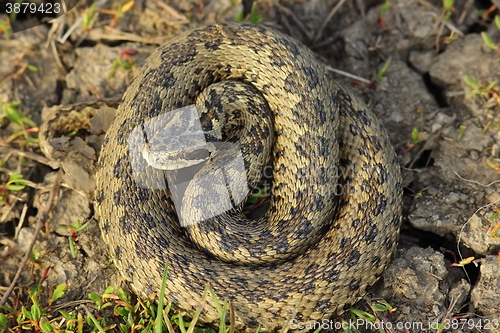 Image of female vipera ursinii in situ