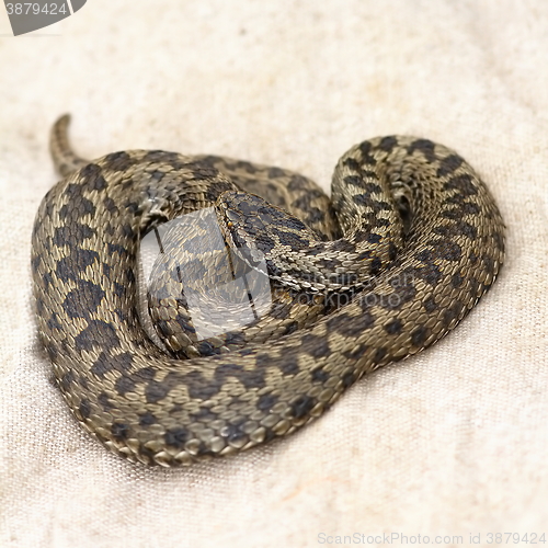 Image of meadow viper on burlap