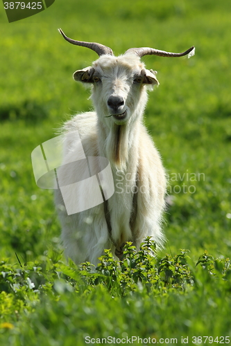Image of male goat on green lawn