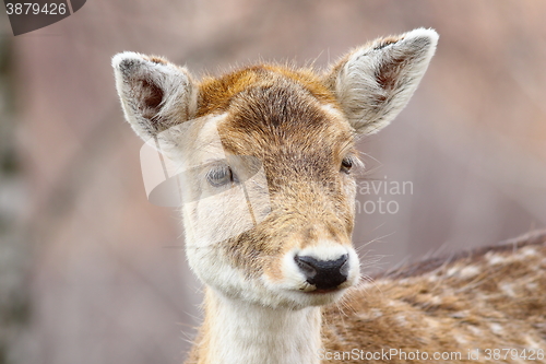 Image of portrait of curious deer doe