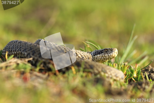 Image of female meadow viper in the grass