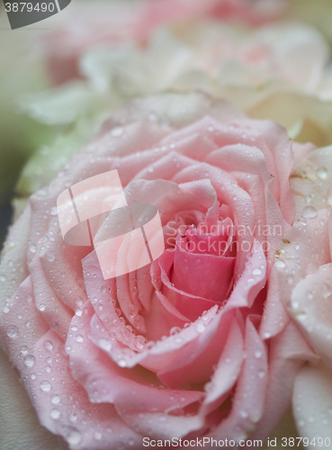 Image of roses, norwegian, norway, flower, pink, pretty