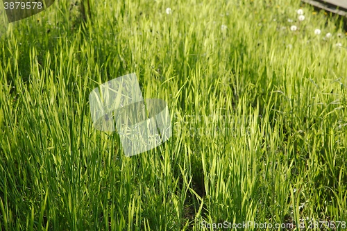 Image of Green Grass Field