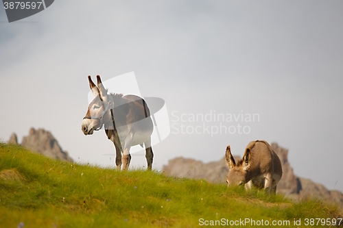 Image of Grazing Donkey