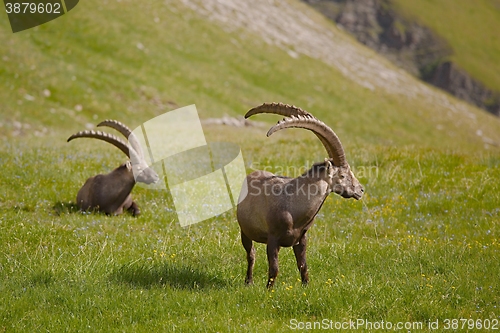 Image of Alpine Ibex Grazing