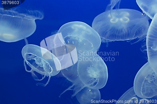 Image of Jellyfish Drifting Background