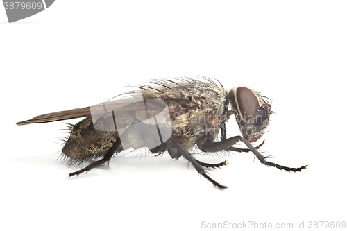 Image of Fly Macro on White