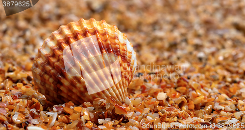 Image of Seashell on sand 