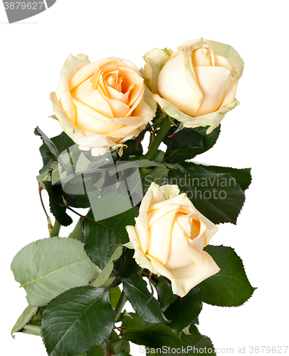 Image of Bouquet of roses on white