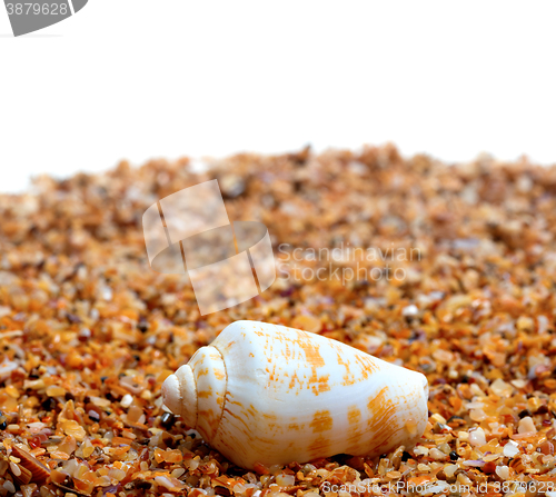 Image of Shell of cone snail on sand